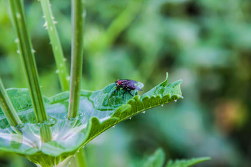 flies drink water
