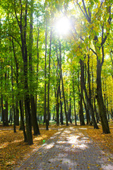 Walking in the autumn Park. Belarus, Kobrin. Beauty and harmony in nature. Defoliation. Yellow foliage. The concept of peace and tranquility.