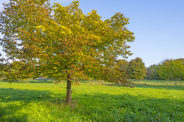 Fototapeta na wymiar Chestnuts in a green field below a blue sky in sunlight at fall