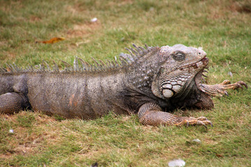 Leguan