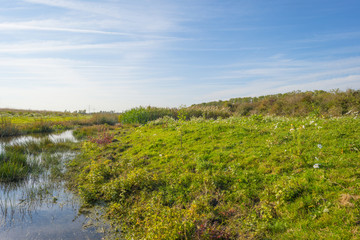 Shore of a lake below a blue sky in a natural park at fall