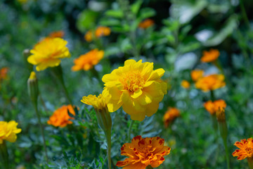 花・素材・コスモス・緑