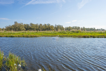 Obraz na płótnie Canvas Swans swimming along the shore of a lake in a natural park at fall