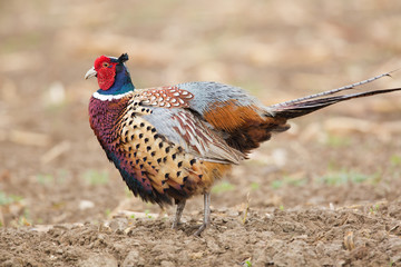 Faisan poule faisanne gibier chasse oiseau plume coloré campagne profil