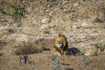 African lion in Kruger National park, South Africa