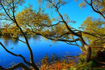 Fototapeta premium tree in autumn