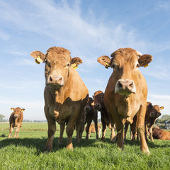 limousin cows in green meadow under blue sky near Herwijnen in the netherlands