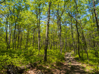 Forest Trail in Summer, Lush Green Woodland, Appalachian Trail