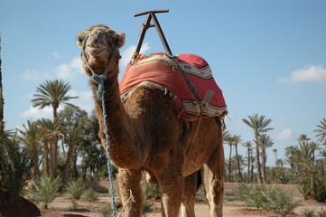 Camel in oasis