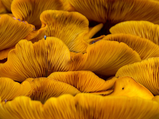 Orange Mushrooms Close Up, Jack O Lantern Fungus