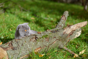 purebred gray cat sitting outside on the grass around autumn