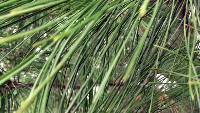green needles of a cedar