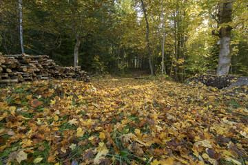 autumn in the forest