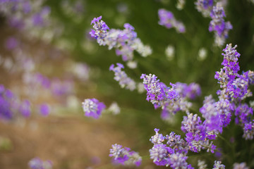purple flowers in the garden