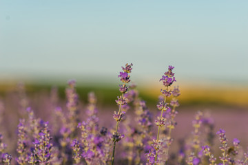 Naklejka premium field of lavender