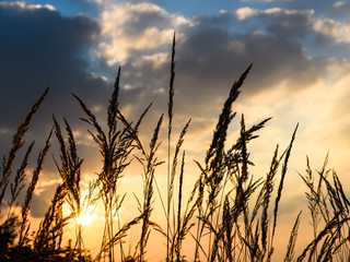 Grain silhouette with the sun and clouds in the background