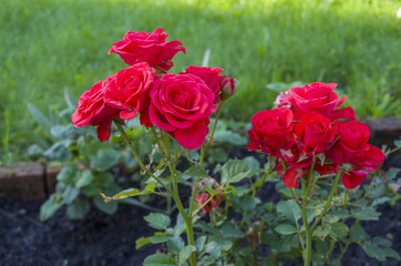 red rose bushes