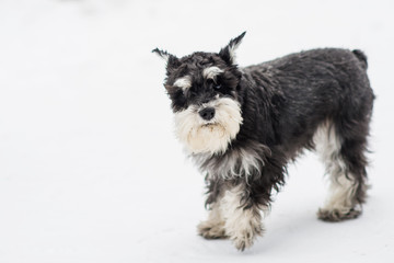 Dog breed miniature Schnauzer in clothes overalls for a winter walk