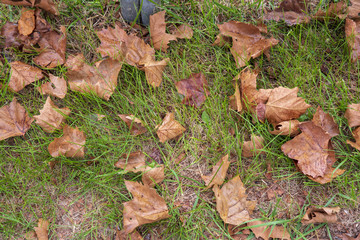 Fallen dry leaves on the grass 