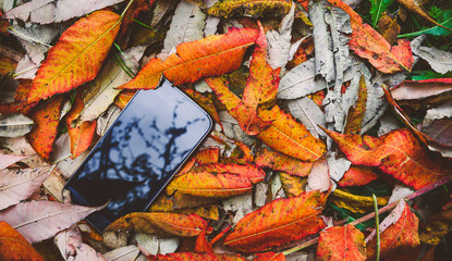 mobile phone and leaves . smartphone in Fall autumn leaves