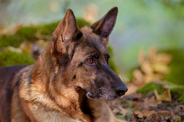 Deutscher Schäferhund