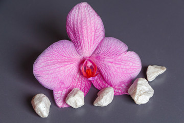 Fleur d'orchidée et pierres blanches