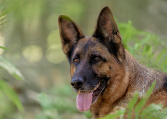 Deutscher Schäferhund