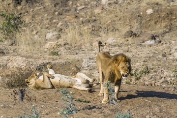 African lion in Kruger National park, South Africa