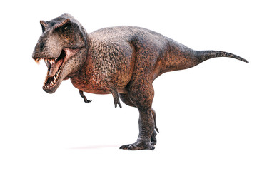 3d Tyrannosaurus rex render on white background © DigitalGenetics