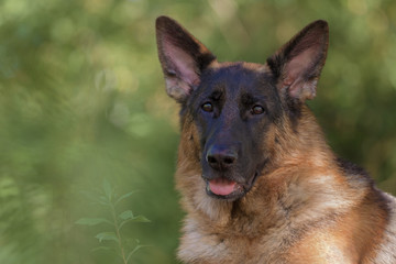 Deutscher Schäferhund