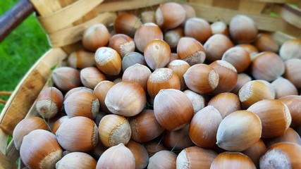 Hazelnuts in a basket