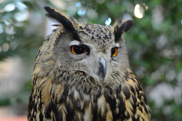 Eurasian Eagle Owl ,bird perching on tree