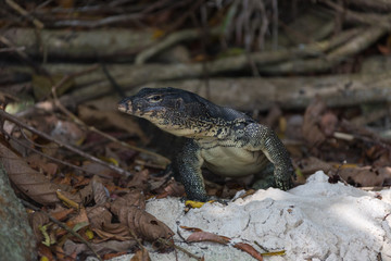monitor lizard climbing from the water