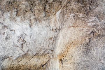 Warm fur of siberian deer.