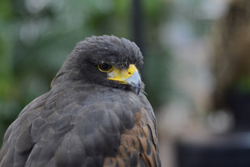 Harris Hawk perching on tree
