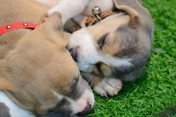 Obraz premium Baby dog sleep on grass