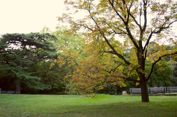 Fototapeta premium Autumn or summer park, landscape and nature