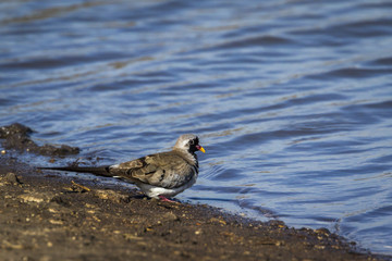 Namaqua Dove in Kruger National park, South Africa ; Specie Oena capensis family of Columbidae