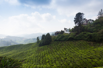 Field of green grass and sky