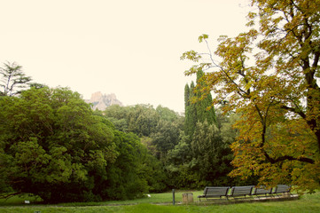 Obraz premium Autumn or summer park, landscape and nature