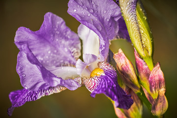 iris closeup