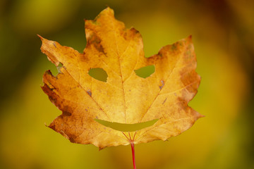 goldener Herbst Ahornblatt lachendes Gesicht 02