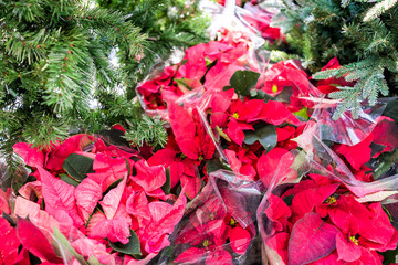 Closeup of many red poinsettia flowers leaves by green christmas trees in store nursery garden on display during holiday winter