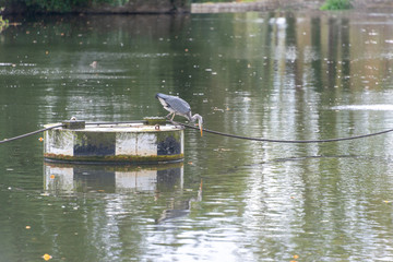 heron admires its own reflection in water with light shimmering in the background and autumn leaves floating on the surface of the river