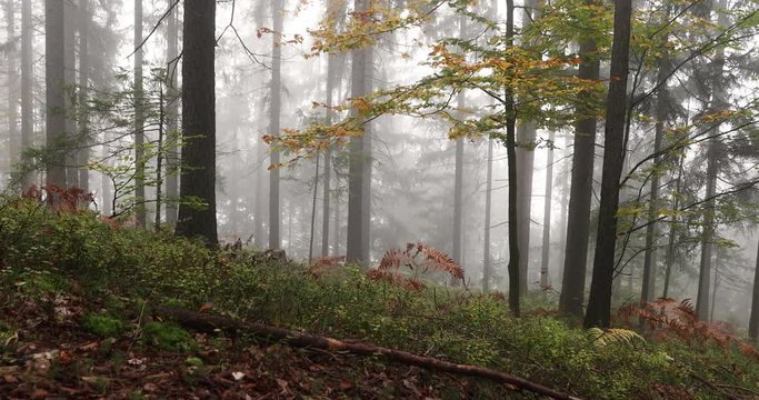 Autumn season leaves in morning foggy forest landscape. Dolly slider equipment used.