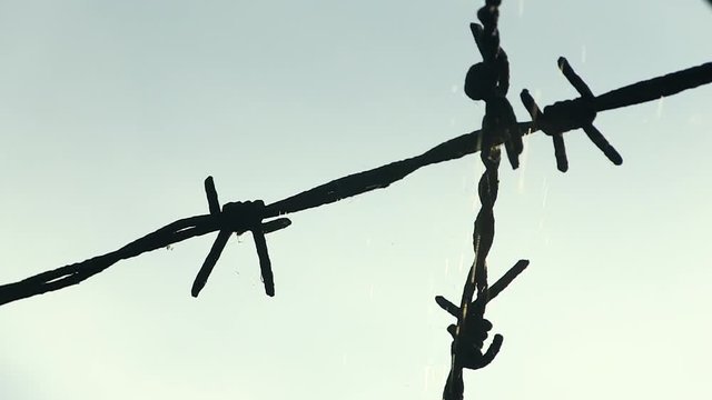Conceptual image about struggle for freedom, is represented with red poppy flower and rusty barbed wire. The clip can illustrate Persecution of Christians in the Eastern Bloc.