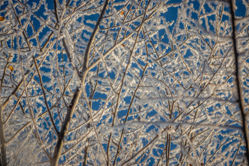 tree branches in the frost against the sky, closeup