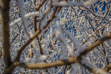 tree branches in the frost against the sky, closeup