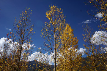 Fototapeta premium The ya river landscape in Tibet, China