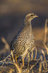 Natal francolin in Kruger National park, South Africa ; Specie Pternistis natalensis family of Phasianidae